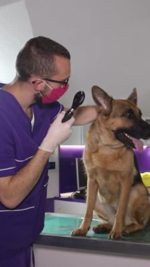 Bir veterinerin büyüteçle köpeği muayene edişinin dikey videosu. Hayvan tedavisi konsepti. Veterinerlik Bölümü