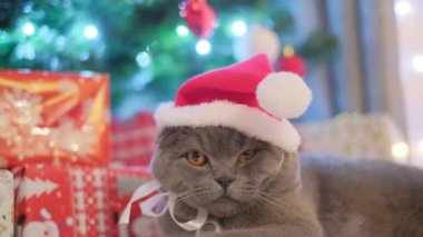 Noel Baba kostümlü komik uykucu İskoç gri kedisi hediyelerle Noel ağacının arka planında dinleniyor. Evde evcil hayvanlarla Noel ve yeni yıl havası. Mutluluk kavramı. Hayvanlar için aşk