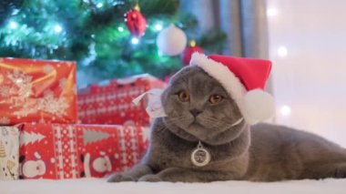 Noel Baba kostümü giymiş şirin bir İskoç gri kedisi hediyelerle birlikte bir Noel ağacının arka planında duruyor. Evcil hayvanların yeni yıl videosu. Evde evcil hayvanlarla Noel ve Yeni Yıl havası