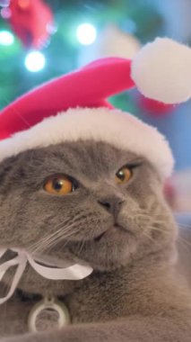 Dikey video. Büyük gözlü komik gri bir kedi Noel arka planında Noel Baba şapkasının içinde oturuyor. Yeni yıl havası. Sevimli hayvanlar.