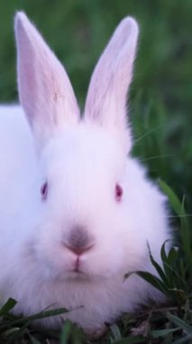 Yeşil otların arka planında büyük kulakları olan beyaz bir tavşanın kafası. Evcil albino tavşan dışarıda.