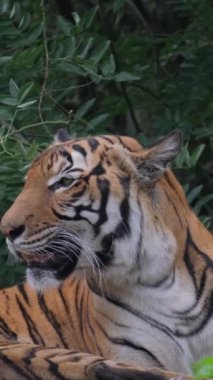 Bir Bengal kaplanı ormanda dinleniyor, dili dışarıda. Felidae ailesine ait bu etoburun bıyıkları ve otlarla çevrili bir burnu var. Dikey video