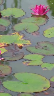 Üzerinde güzel kırmızı nilüferlerin yetiştiği bir su deposu. Su zambakları suya yansıyan bir gölette. Dikey video