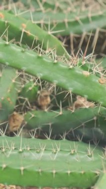 Yakın plan kaktüs, yakın plan büyük dikenli. Doğadaki suluların türleri. Dikey video