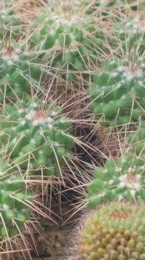 Küçük dikenli yeşil kaktüslere yakın çekim. Lezzetli. Kuraklığa dayanıklı tropik enlemli bitkiler. Dikey video