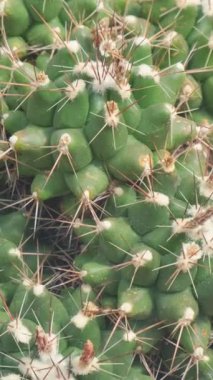 Dikenli bir kaktüsün yakın çekimi. Tropikal iklimde yetişen kuraklığa dayanıklı bir bitki. Dikey video