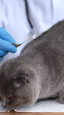 Bir veteriner gri bir kediyle ilgilendiğini gösterir, beslenme tekniklerini bir şırıngayla gösterir ve vücudunu sağlık ve büyümeyi izlemek için ölçer.