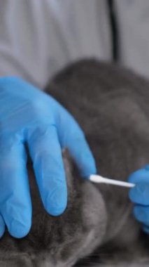 Bu videoda, bir veteriner kedilerin burnunu pamuklu bezle temizliyor ve evcil hayvan bakımı ve nazik bir dokunuşun önemini gösteriyor.