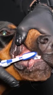 Bir insan, bir köpeğin dişlerini özellikle bu amaç için tasarlanmış bir diş fırçasıyla dikkatlice fırçalıyor ve köpeklerin ağız sağlığı için.