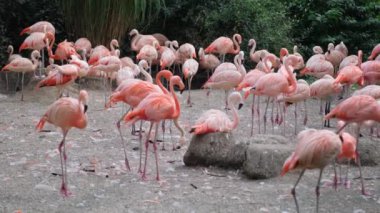 Canlı pembe flamingo sürüsü toprak bir alanda toplanıyor, güzelliklerini ve zarafetlerini büyüleyici doğa sahnesinde sergiliyorlar.