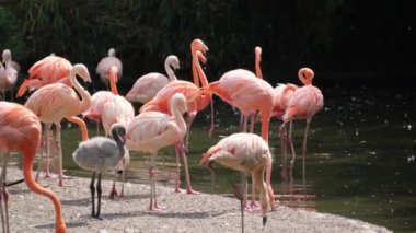 Huzurlu bir gölün kenarında duran bir flamingo sürüsüyle doğanın dingin güzelliğini hissedin. Pembe tüyleri huzurlu suyla çelişiyor.