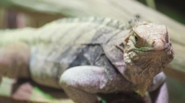 Bu video kertenkeleleri doğal ortamlarında sergiliyor, dalda beyaz bir iguana ve insan elinde renkli bir kertenkele, izleyici nişanını davet ediyor.