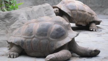 Bu görüntüde, iki dev kaplumbağa sıcak güneş ışığının tadını çıkarıyor, huzur içinde yan yana uzanıyor, doğanın sakinliğini sergiliyor.