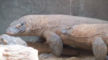 Bu video Komodo ejderhaları ve kertenkelelerinin yaşam alanlarındaki davranışlarını, etkileşimlerini ve benzersiz özelliklerini gözler önüne seriyor.