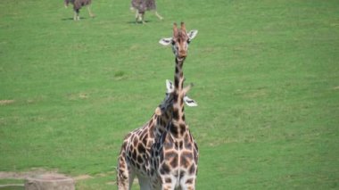 Nazik zürafaların zarif bir şekilde bir arada durduğu huzurlu bir çim tarlası. Yeşiller, zarafetlerini sergileyerek sakin bir zemin oluşturuyor.