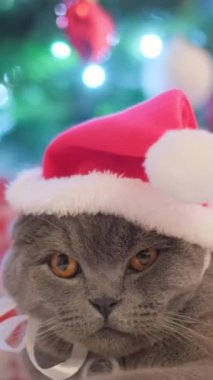 Kırmızı şapkalı gri bir kedi yeni yıl süslemelerinde tahta bir arka planda oturur. Evcil hayvanlarla Noel. Yüksek kalite 4k görüntü
