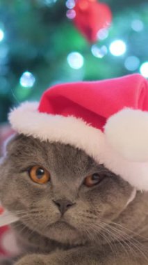 Noel Baba kostümlü şirin kedi Noel ağacının arka planında. - Mutlu yıllar. - Evet. Yüksek kalite 4k görüntü