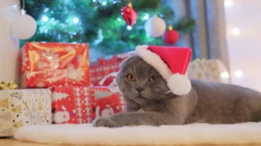 Kafasında yeni yıl şapkası olan güzel gri bir kedi çelenk ve hediyelerin arka planında oturuyor. Yüksek kalite 4k görüntü