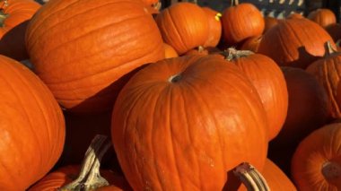 Bu video canlı balkabaklarını kırsal bir masa üzerinde sergiliyor ve çeşitli şekil ve boyutlarda çekici bir sonbahar görüntüsü yaratıyor.