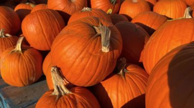 Kırsal bir masada balkabaklarının büyüleyici bir gösterisi sıcak bir sonbahar atmosferi yaratıyor. Hasatın mevsimsel renklerini ve kutlamaları vurguluyor.