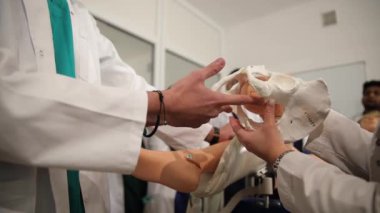 Doktor elinde leğen kemiğinin bir modelini tutuyor. Jinekoloji öğrencilerinin eğitimi. Yüksek kalite 4k görüntü