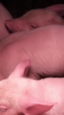 Küçük domuzcukların dikey videosu. Yeni doğmuş domuzcuklar..