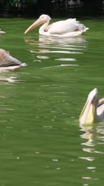 Güzel pelikanlardan oluşan dikey video grubu bereketli yeşillik ve pitoresk doğa ile çevrili büyük ve sakin bir gölde zarifçe yüzüyor.