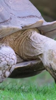 Dikey video, şempanzeler habitatlarında nazik kaplumbağalar, doğal ortamının tadını çıkarıyorlar, yemeğin tadını çıkarıyorlar, ve zarif bir şekilde yemyeşil otların arasında hareket ediyorlar, doğayla bağlantı kuruyorlar.