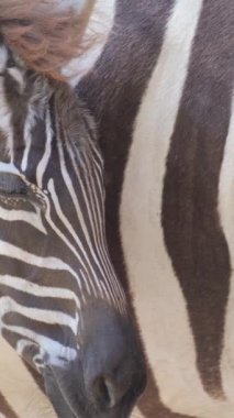 Dikey videoda annesinin yanında uyuyan bir zebra yavrusu aralarındaki bağı vurguluyor. Yetişkin zebralar izleyiciye ve onların sosyal etkileşimlerine bakıyor.