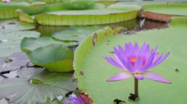 Suyun üzerinde büyüyen büyük yeşil yapraklardan oluşan bir arka planda güzel bir mor nilüfer çiçeği. Kırmızı Kitap 'ta nadir bulunan su bitkileri.