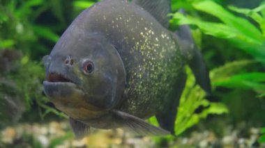Yakından altın noktalı egzotik gri balıklar. Okyanustaki balık, akvaryum. Güzel egzotik balıklar