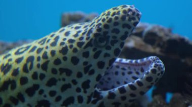 Büyük yırtıcı leopar balığı ağzını okyanus tabanının arka planına doğru açar. Tropikal balıklara yakın çekim. Tropikal enlemlerin sualtı dünyasının nadir balıklarıdır.