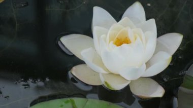 Göldeki büyük, güzel, beyaz bir nilüfer çiçeğinin yakın çekimi. Kırmızı Kitap 'ta nadir bulunan su bitkileri.