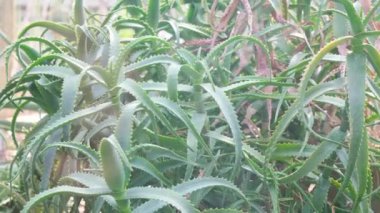 Aloe Vera saksılarda yetişiyor. Dikenli yararlı kaktüs. Güzellik ve tıpta üstün olan lezzetler..