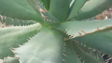 Aloe Vera saksılarda yetişiyor. Dikenli yararlı kaktüs. Güzellik ve tıpta üstün olan lezzetler..