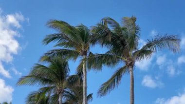 Berrak bir mavi gökyüzü ve kabarık bulutların altında sallanan palmiye ağaçlarıyla tropikal bir manzara, gevşemeyi ve dinlenme yaz havasını çağrıştırıyor.