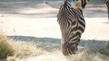 Çimlerin arasında yiyecek arayan bir zebranın büyüleyici yakın plan görüntüsü, güzel siyah ve beyaz çizgilerini vurguluyor.