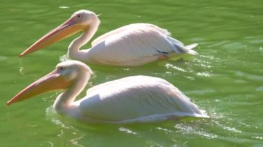 Huzurlu ve güzel bir sahne iki görkemli beyaz pelikanın canlı yeşil su üzerinde zarif bir şekilde süzülmesini yakalar.