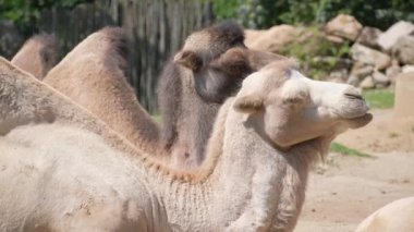 Huzurlu bir ortamda, iki deve tasvir edilir, onların belirgin özellikleri ve etkileşimleri vurgulanır