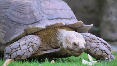 Kaplumbağa yerde sürünür ve ot yer. Doğal park. Yüksek kalite 4k görüntü