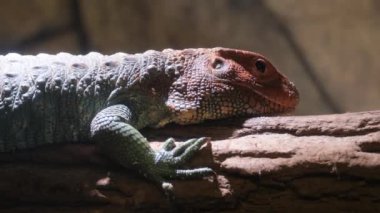 Canlı ve renkli bir kertenkele, eşsiz ve çarpıcı renklerini ve dokularını sergileyerek, zarif bir şekilde bir kütüğün üzerine konur.