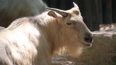 Güneş ışığının tadını çıkaran, eşsiz özelliklerini ve canlı yaşam alanını vurgulayan bir keçinin yakın çekimi.