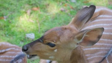 Genç bir Okapi 'nin kendine özgü özelliklerine ve yemyeşil doğal yaşam alanına odaklanmış güzel bir yakın çekimi.