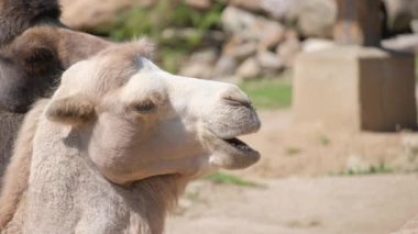 Huzurlu ve huzurlu bir ortamda, etrafını derinden saran bir devenin güzel ve sakin bir görüntüsü.