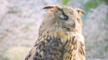 Güzel kısa kulaklı baykuş başını ters çeviriyor.. 