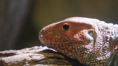 Canlı bir kertenkele bugün doğal ortamında karmaşık desenlerini ve çarpıcı renklerini gururla sergiliyor.