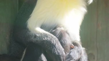 İki primatın doğal ortamlarında birbirlerine karşı derin bir sevgi gösterdikleri yürek ısıtan bir sahne.