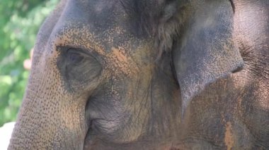 Bu, Afrika filinin eşsiz dokulu derisini ve nazik ifadesini vurgulayan detaylı bir görüntüsüdür.