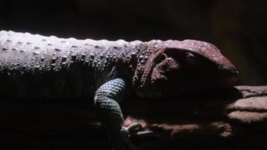 Ayırt edici renkleri olan canlı bir kertenkele, gölgeli bir ortamda tahta bir kütüğün üzerinde huzur içinde dinleniyor..