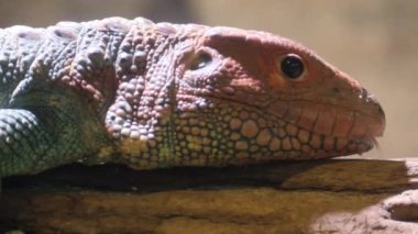 Bu resim, eşsiz desenlerini ve çarpıcı detaylarıyla karmaşık dokularını sergileyen canlı bir kertenkeleyi gösteriyor.